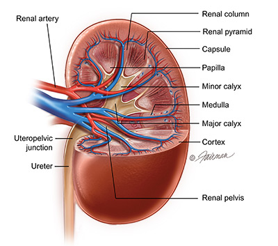 renal parenchyma