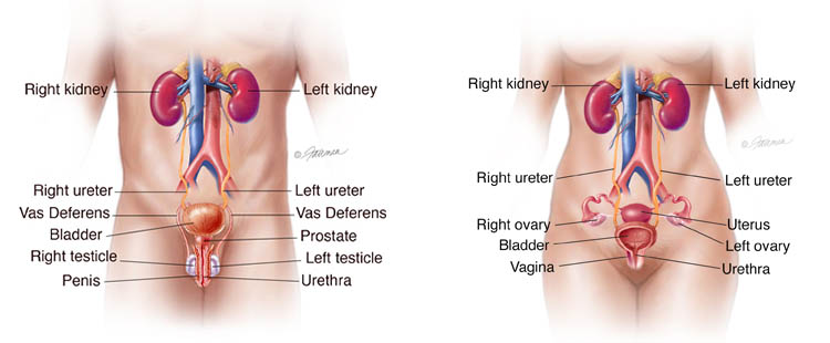 Urinary Tracts